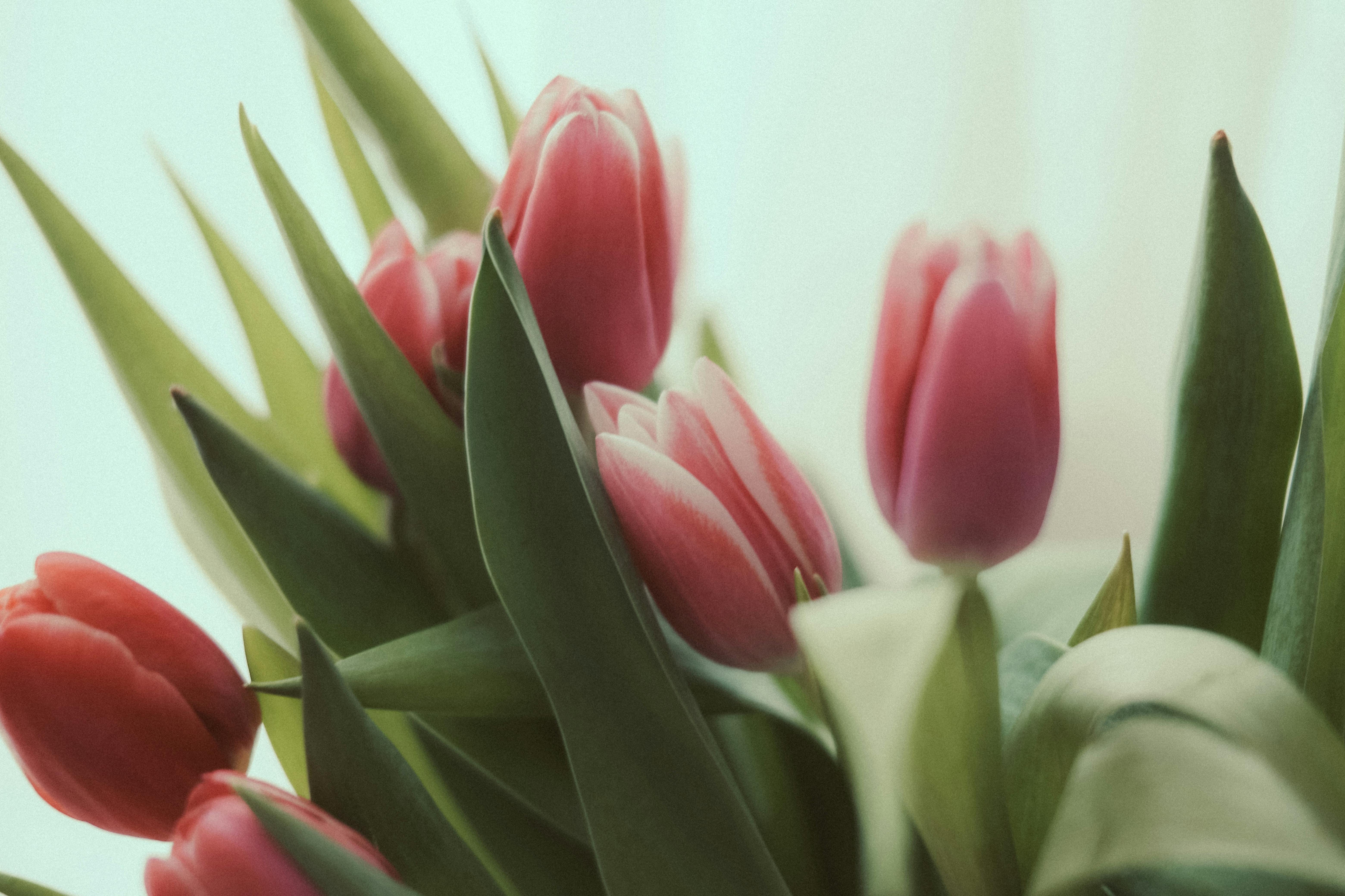 hp flowers