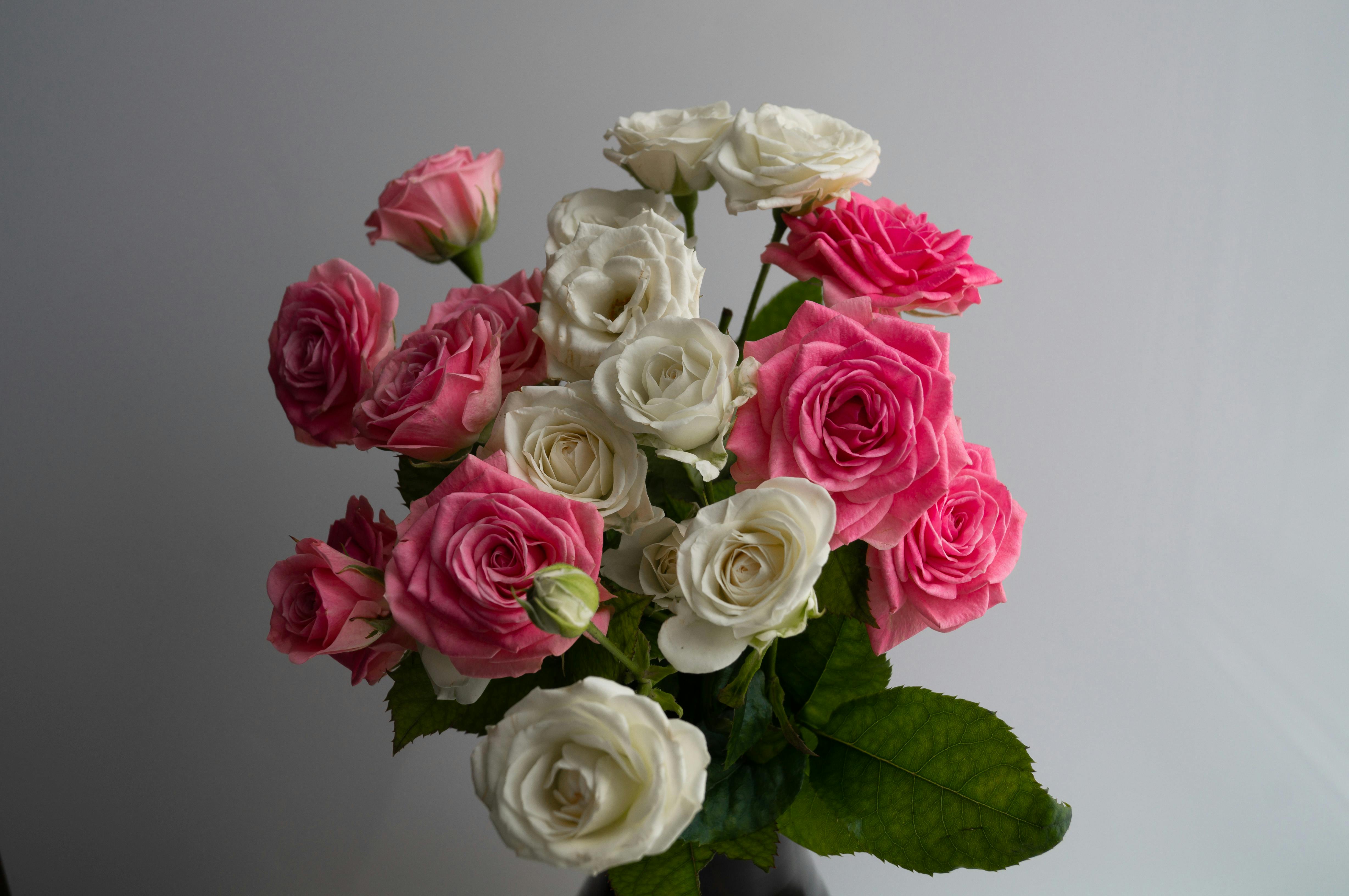 Rose Sg