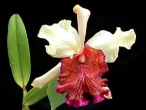 Seattle Orchidcom